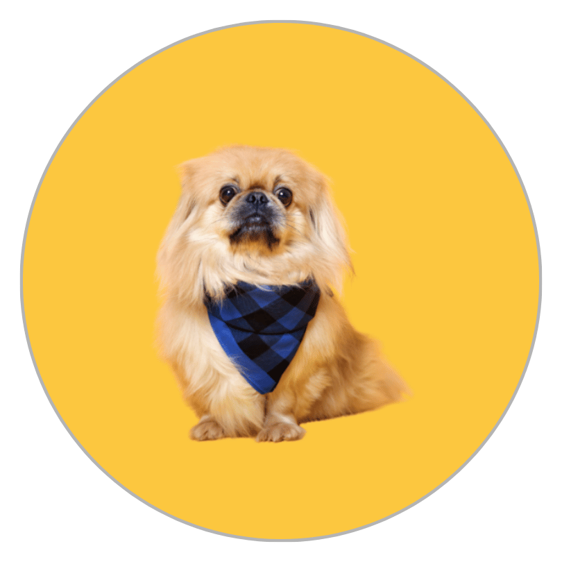 Small dog with long fur wearing a blue plaid bandana, sitting against a yellow background.