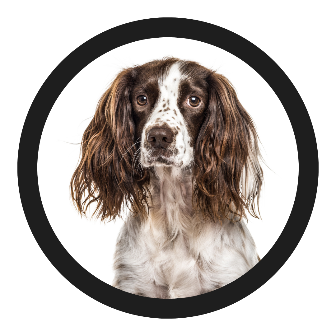 All Pet Style Gundogs