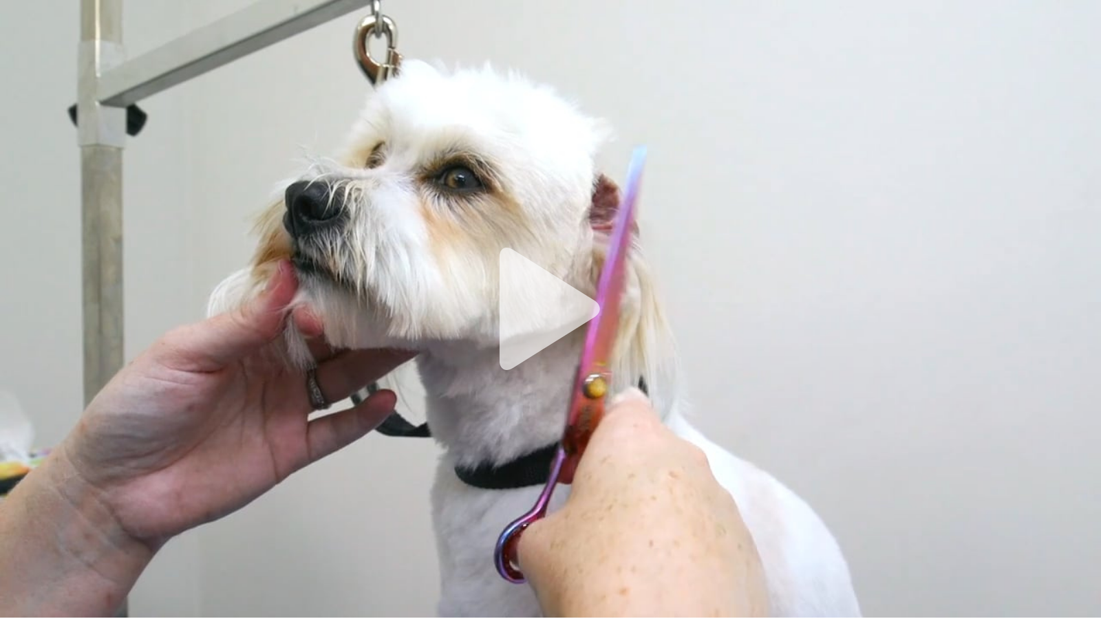 Shorter body, longer legs, the 10 minute head, with Michelle and Moosh Moosh (4 videos)