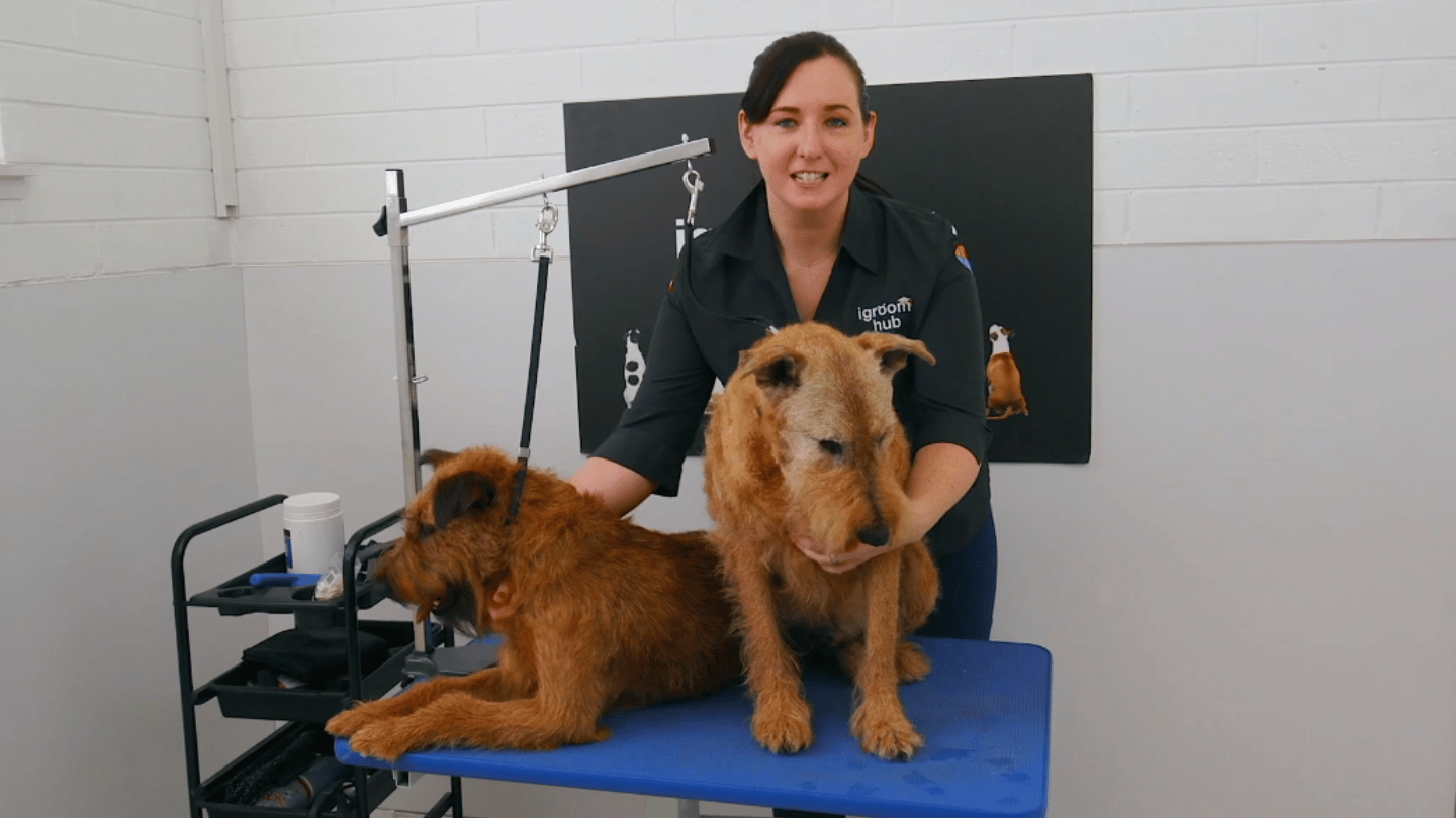 Explore 2 different coat qualities on the same breed at different ages with, Michelle, and the handsome Fergus and Murphy (9 videos)