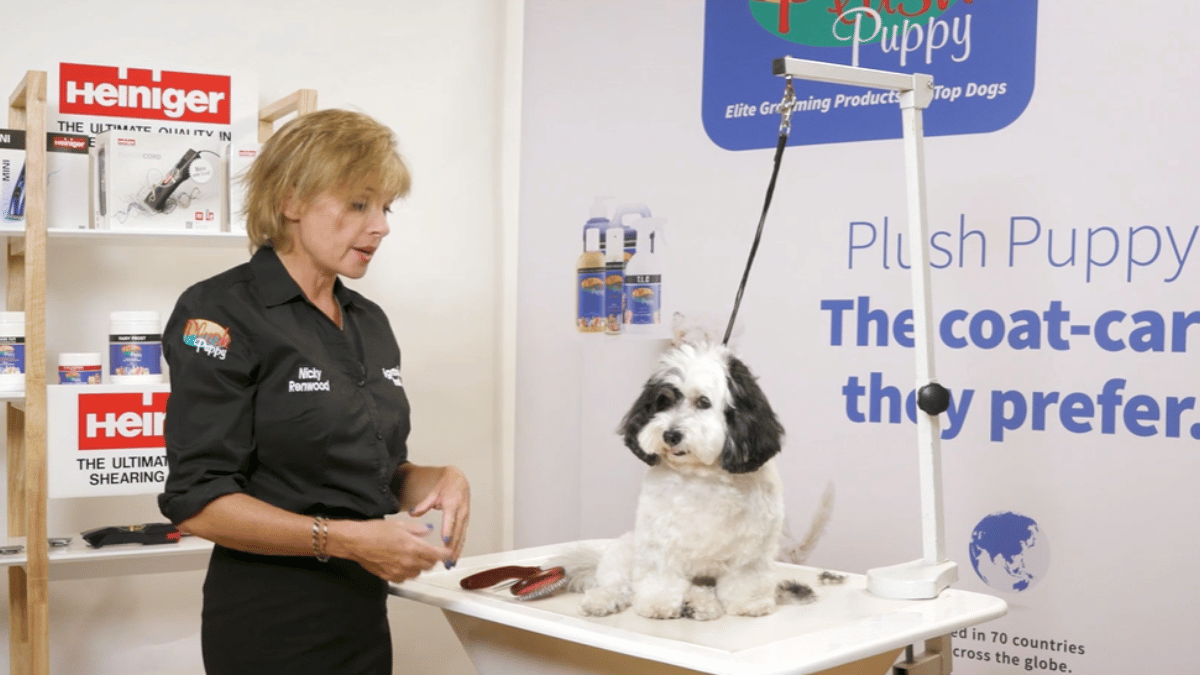 Little Ruby has some post-surgery coat to grow! Nicky uses corrective grooming and soft column legs to balance her beautiful long Havanese coat while it catches up. (2 videos)