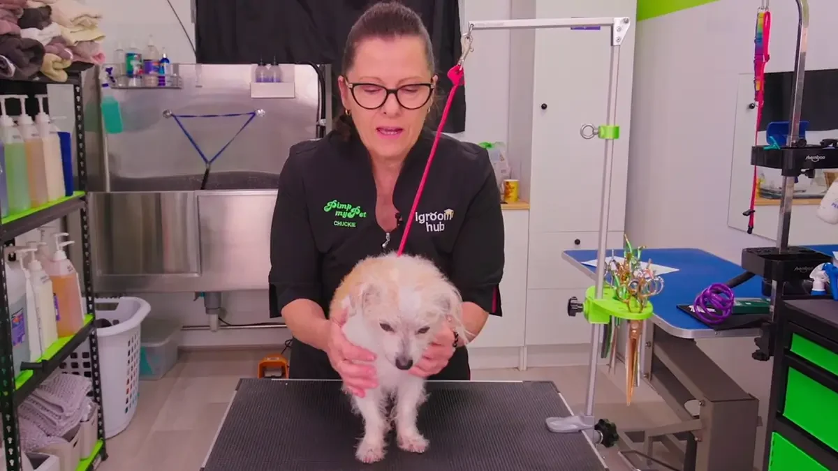 Distinguished gentleman Robert comes to see Chuckie for his 'jellybean trim' (1 video)