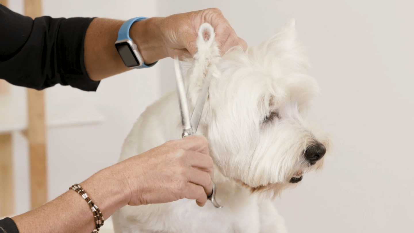 Nicky breaks down the basic Westie pet head, from ears and eyes to layering, balance and creating that characteristic round, slightly scruffy finish. (1 video)