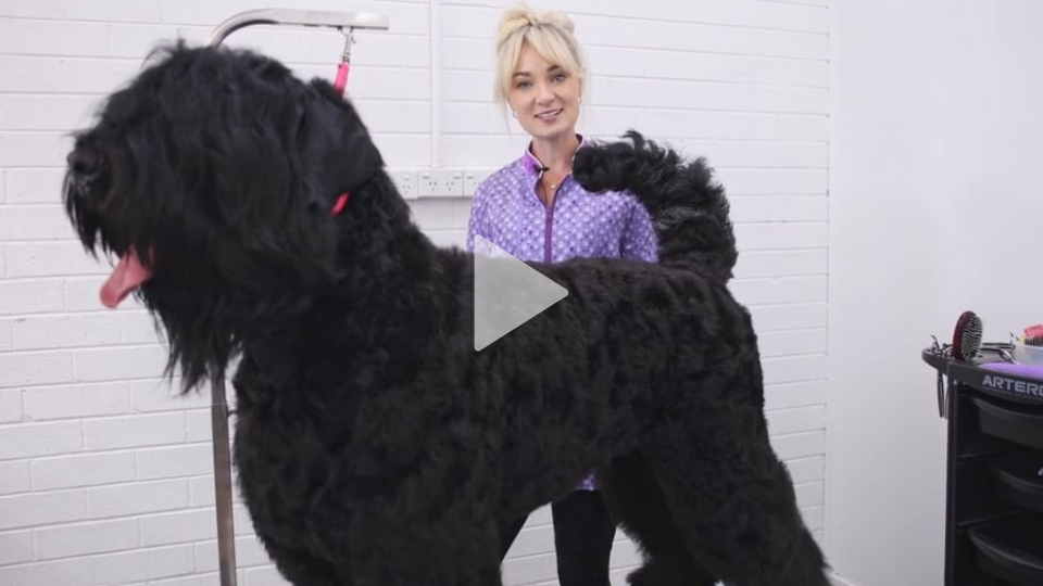 Black Russian Terrier