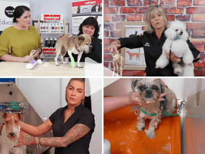 Collage of four women grooming different dogs at a pet salon.