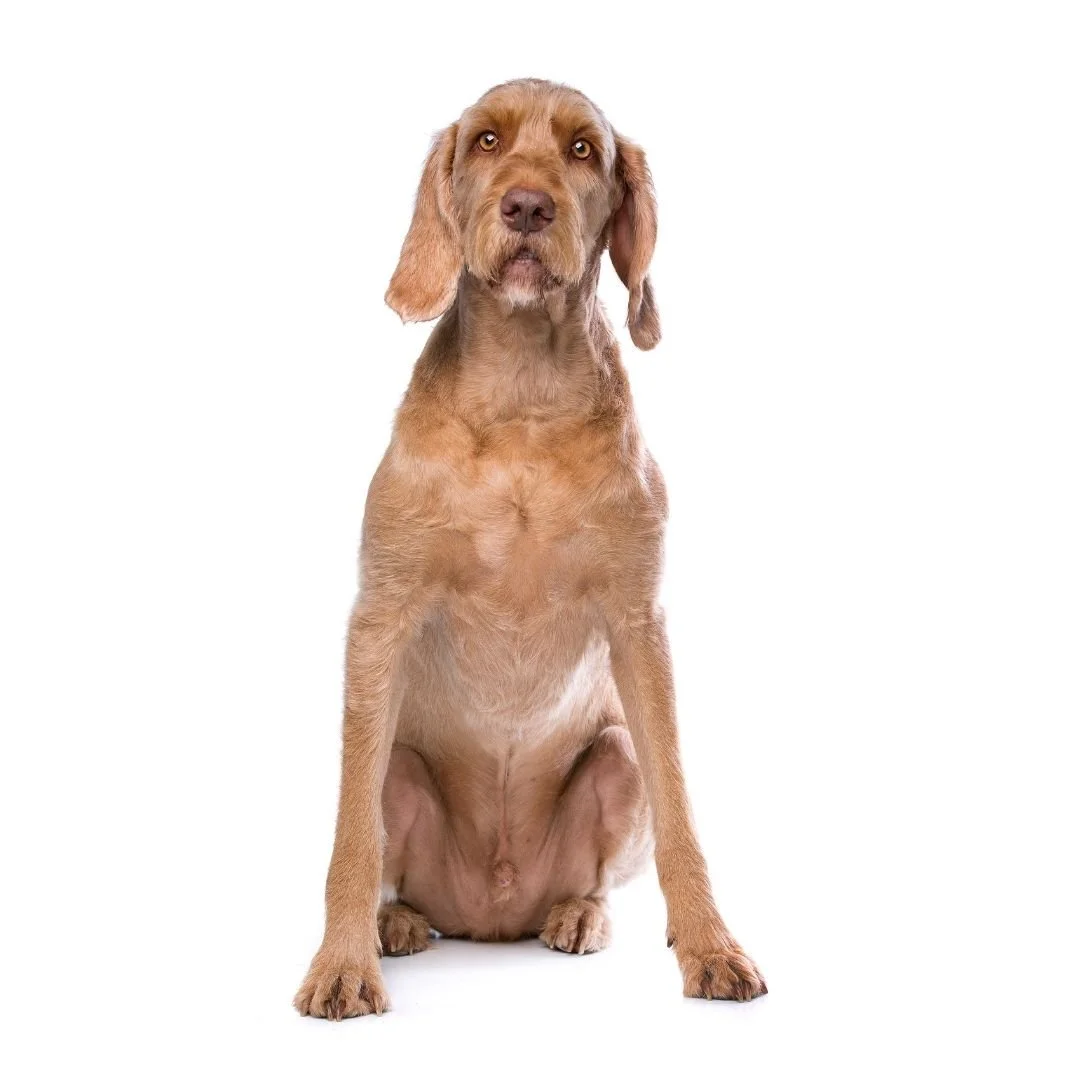 Wirehaired Vizsla dog breed, igroomhub