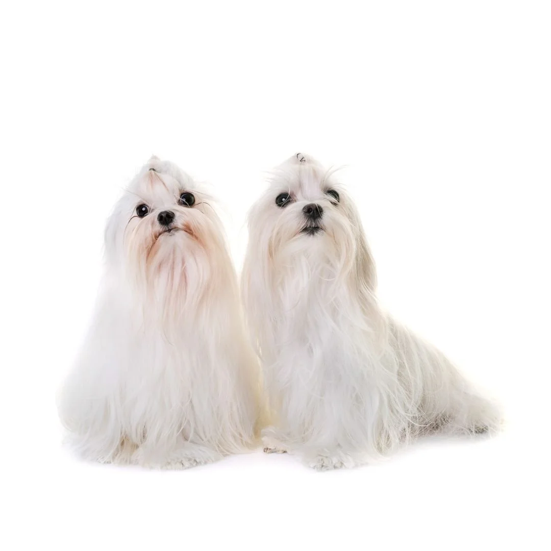 Maltese dog breed, igroomhub