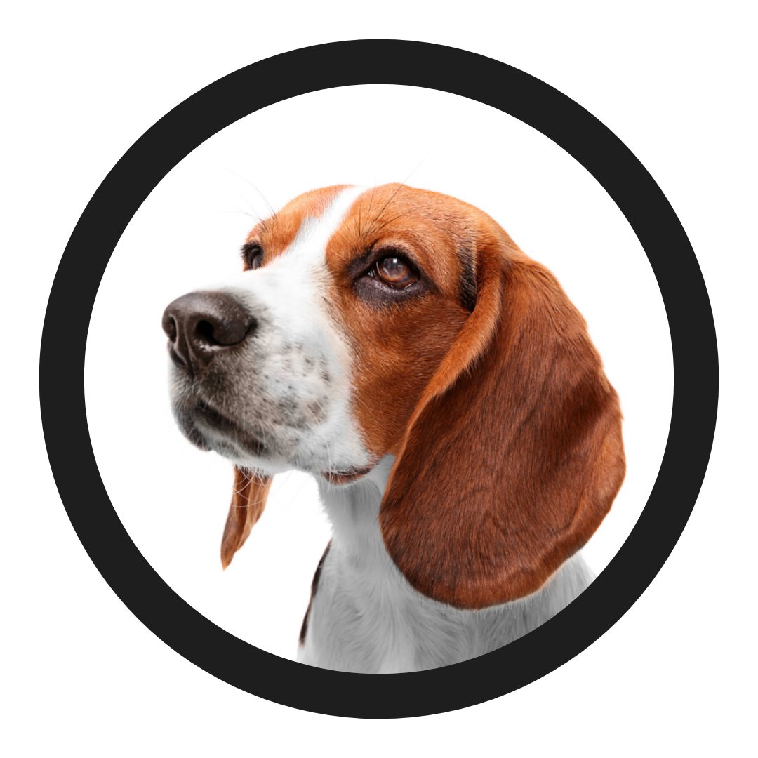 All Pet Style Hounds