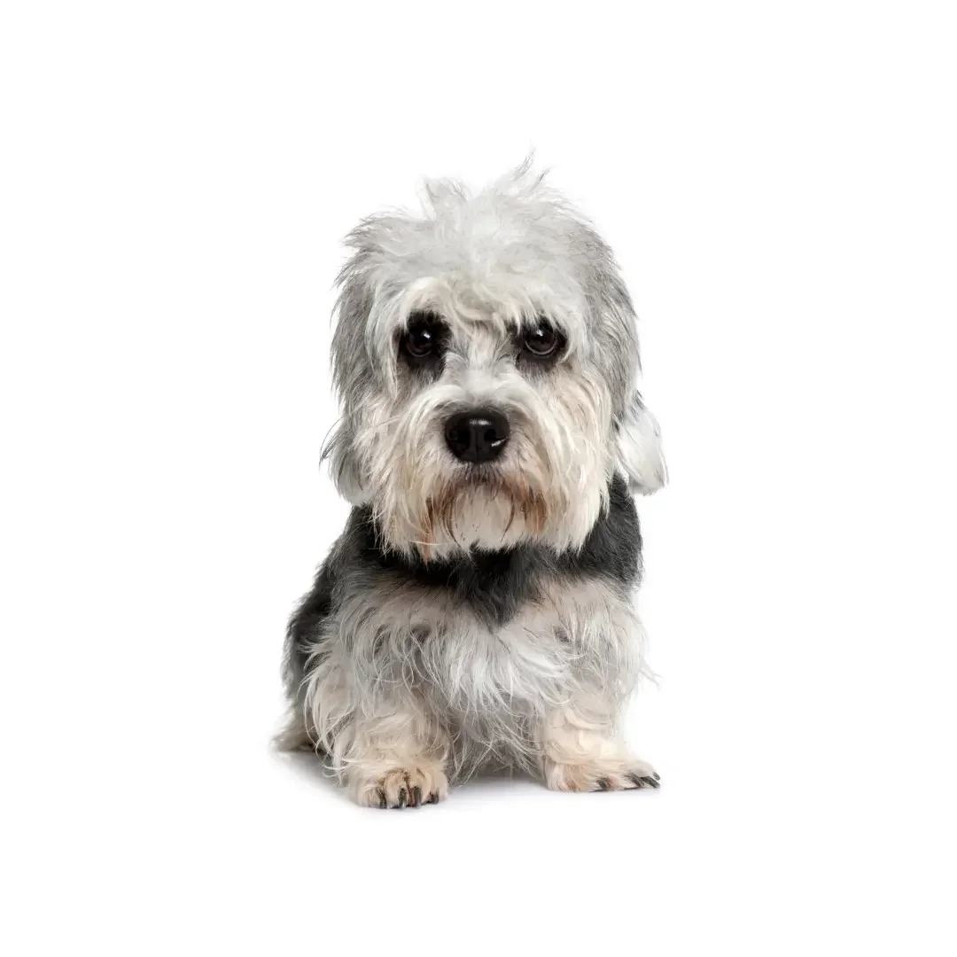 Dandie Dinmont Terrier