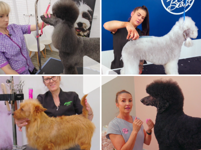 Four women grooming different dogs at a pet grooming salon.