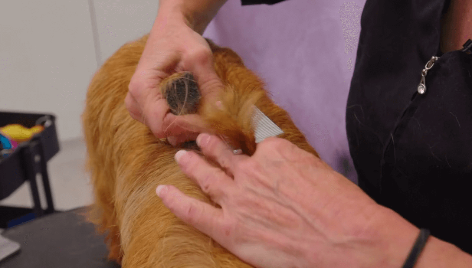 Hand Stripping the Backline on an Aussie Terrier