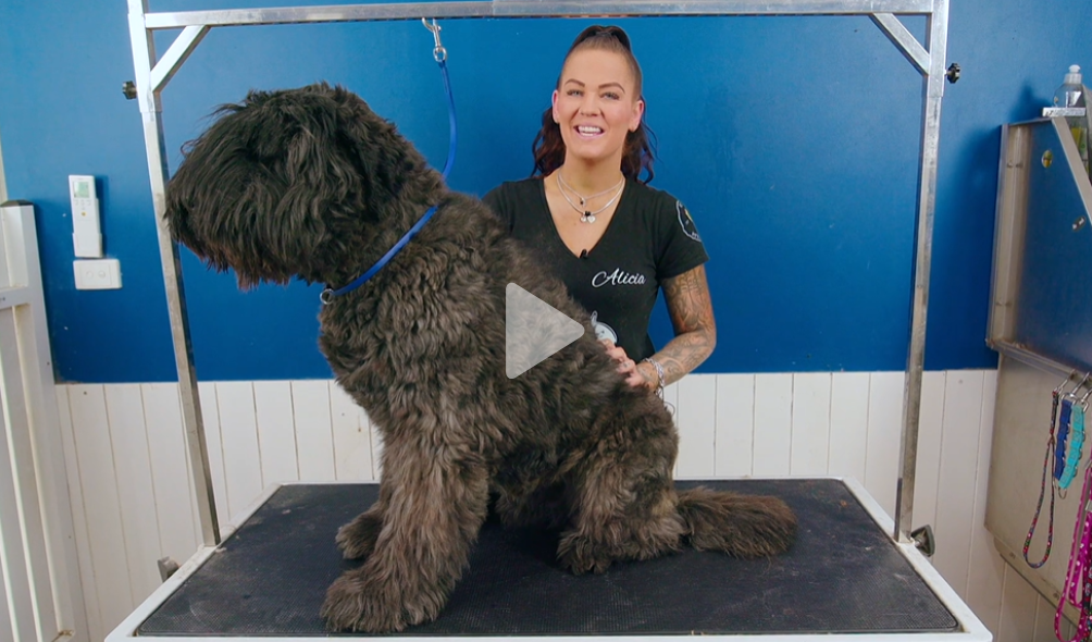 Bouvier Des Flandres