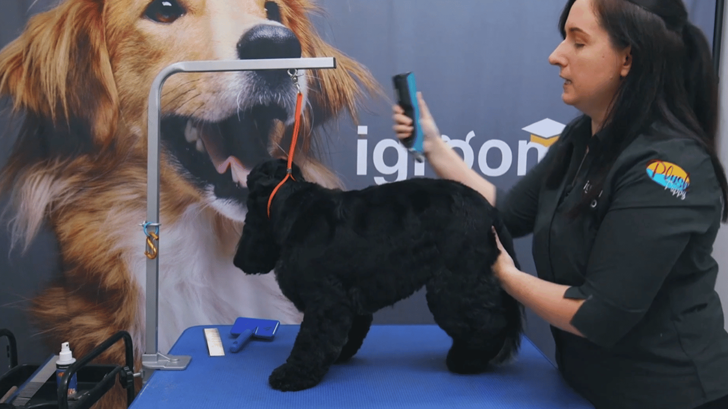 Four-weekly regular Maggie shows us how much lovely English Cocker shape you can keep in a clipped, easy-to-maintain pet groom. (4 videos)