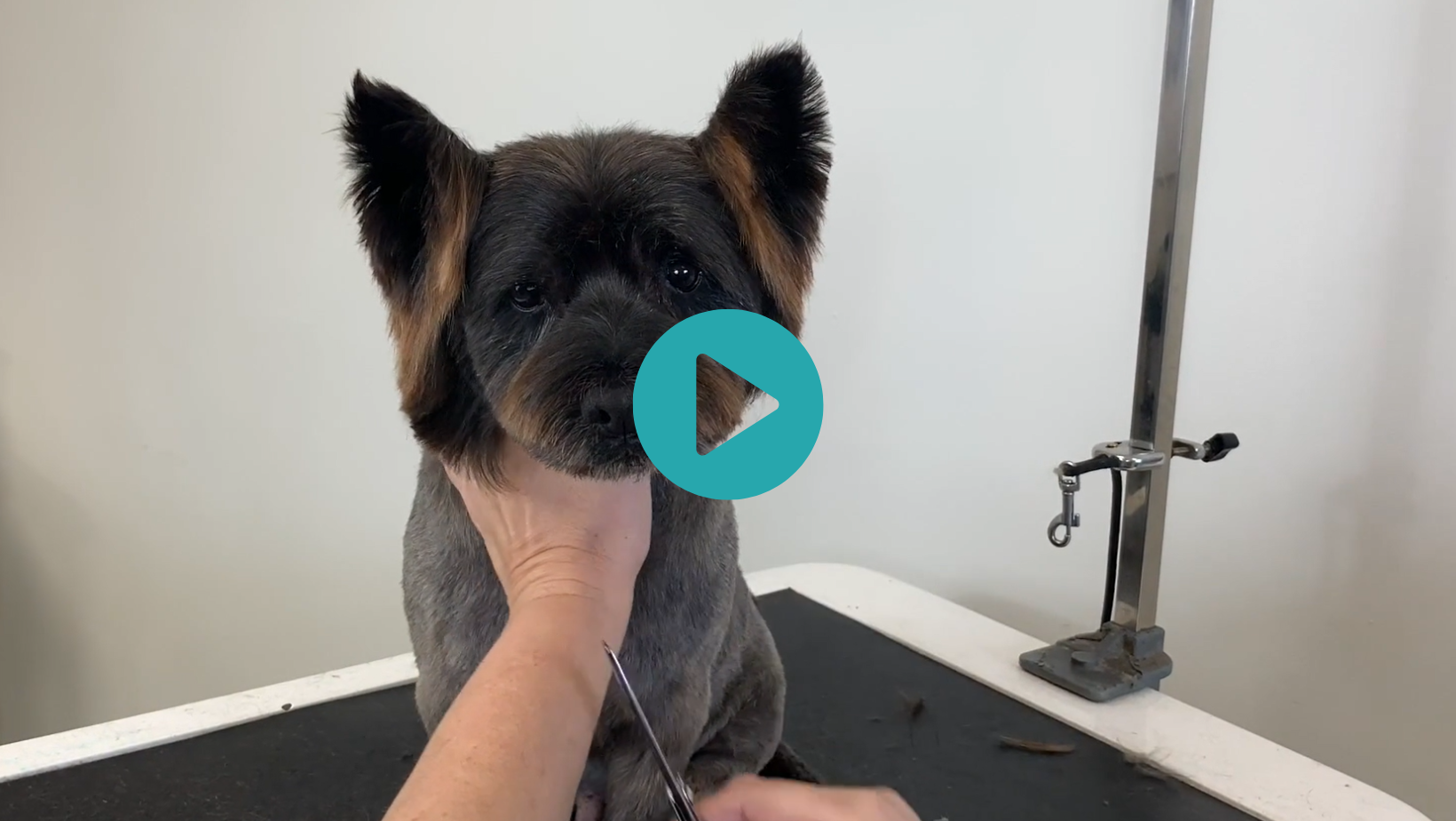 Terriers can have fun too! Sue gives Chester the Cairn some awesome butterly ears (2 videos)