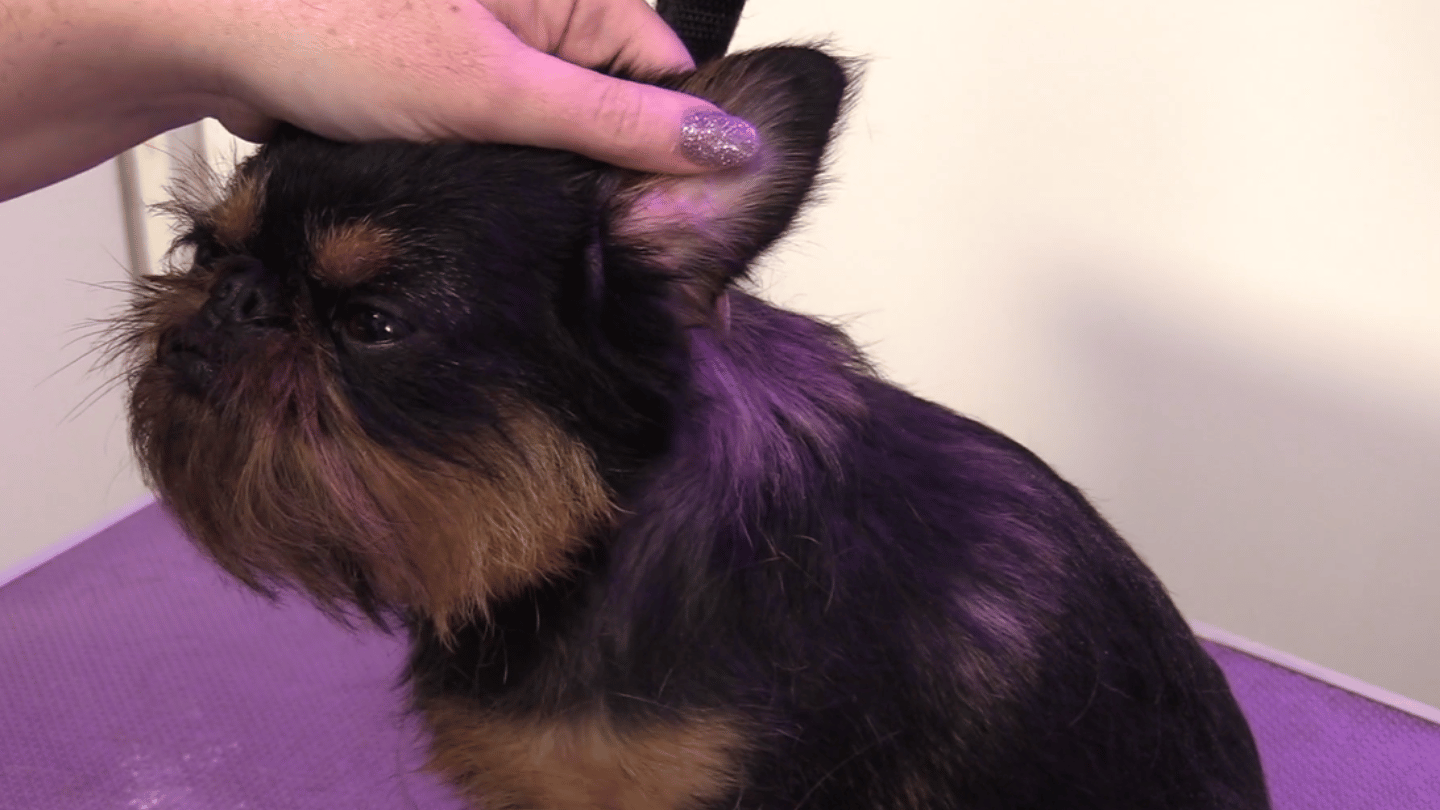 Bonnie and Michelle demonstrate a pet hand strip (4 videos)