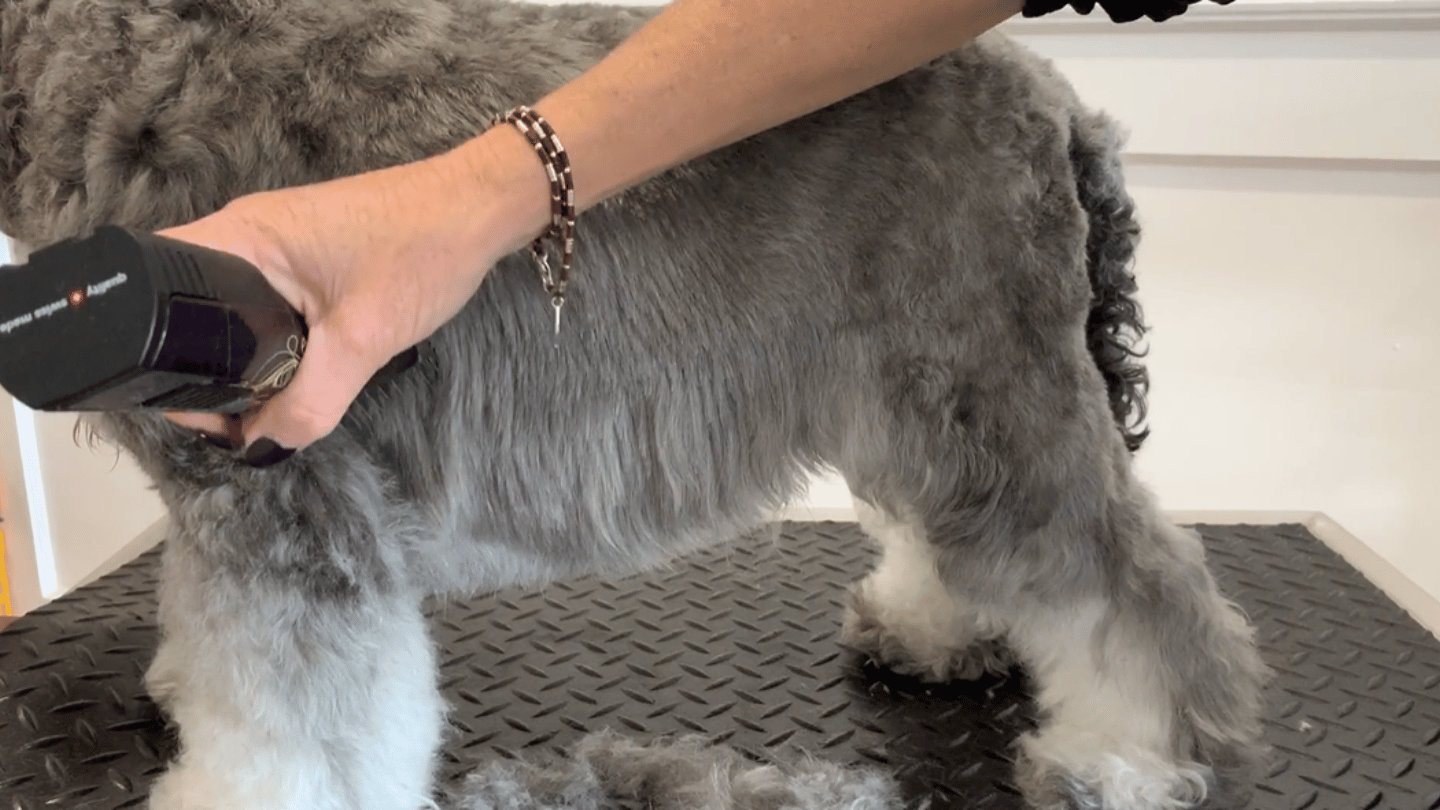 Nicky takes Reggie through a Miniature Schnauzer pet groom, covering pattern placement, blending, manageable furnishings, column legs and the all-important brows and beard. (4 videos)