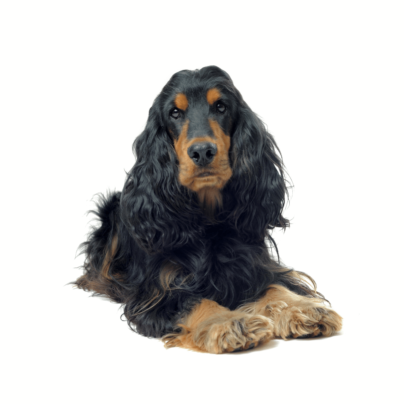 Cocker spaniel dog with long black and tan fur, lying down against a plain white background.