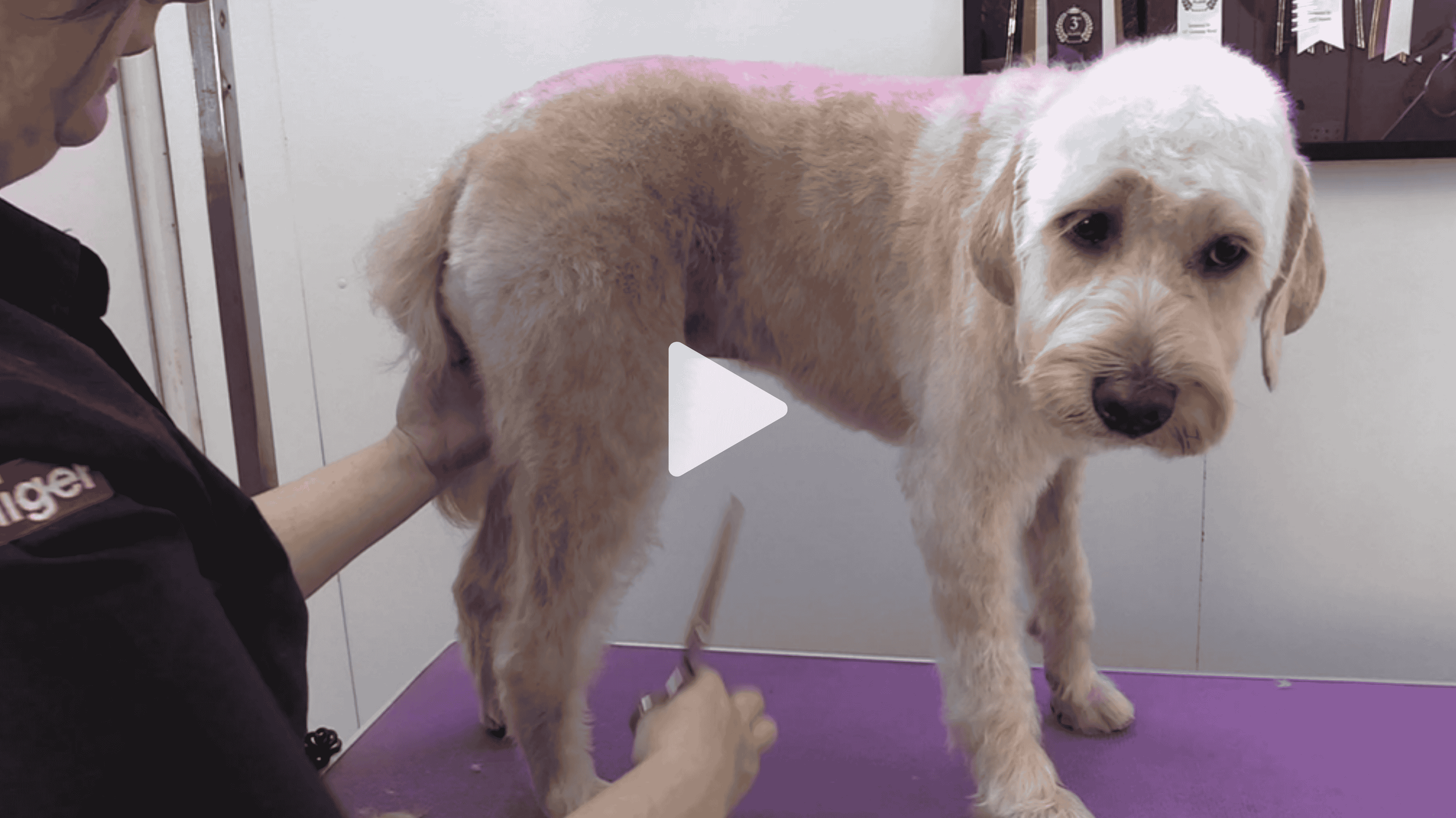 Mika | Scruffy not Fluffy Labradoodle