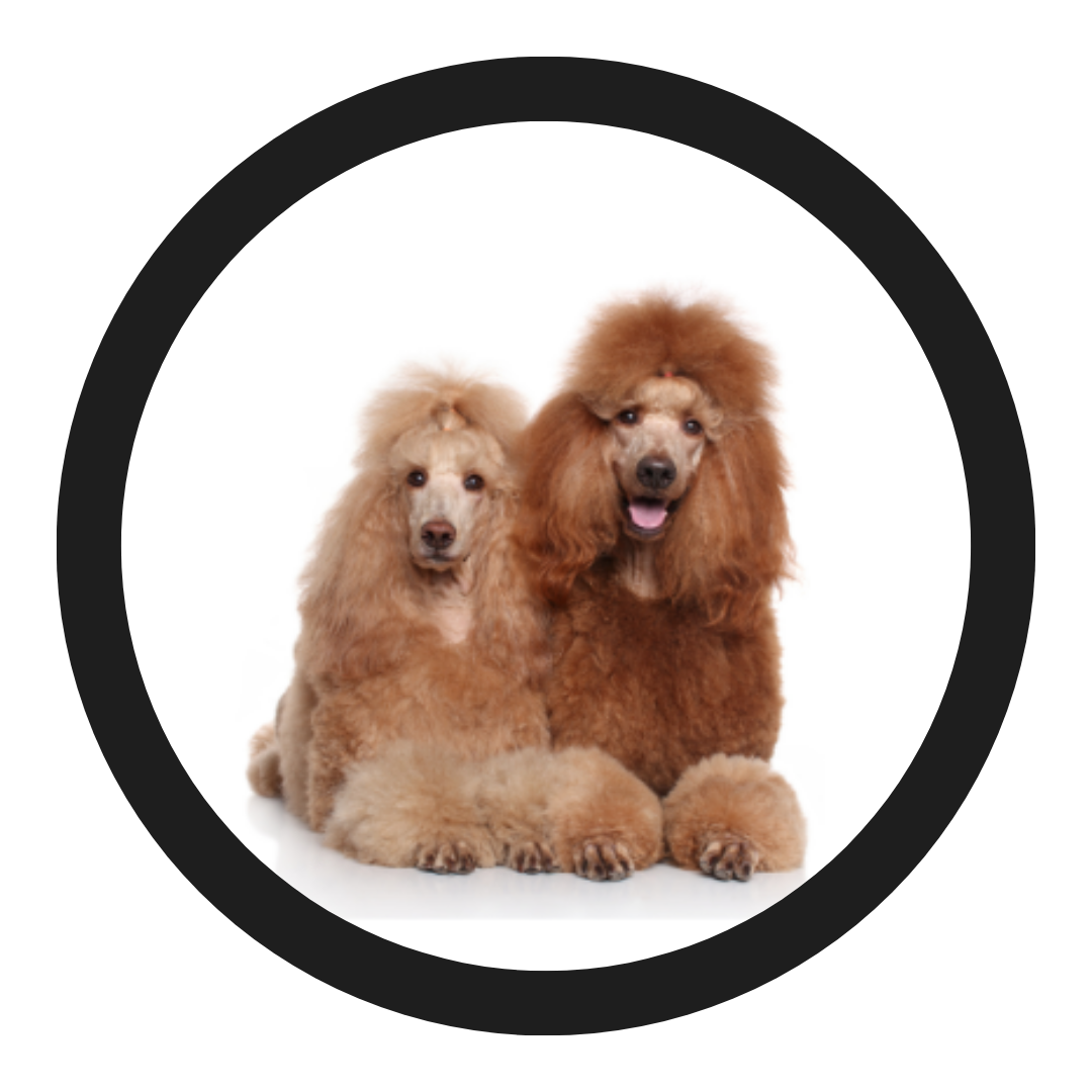 All Pet Style Poodles