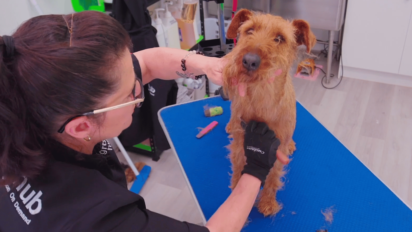 Prue's coat has been clipped in the past. Chuckie will show you how to transition it back to hand stripping (4 videos)