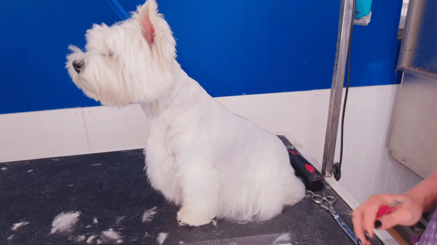 Alicia works with Poppy’s individual coat and skin challenges while teaching Westie pattern, blending and furnishings, then takes her pet head into a competition-style spray-up. (3 videos)