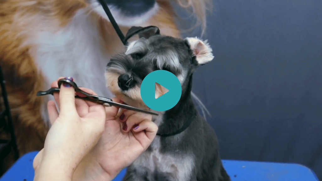 Michelle gives young Pintxo a Schnauzer-inspired body with manageable cylinder legs, then swaps the traditional beard and brows for a short, youthful Asian Fusion face. (4 videos)