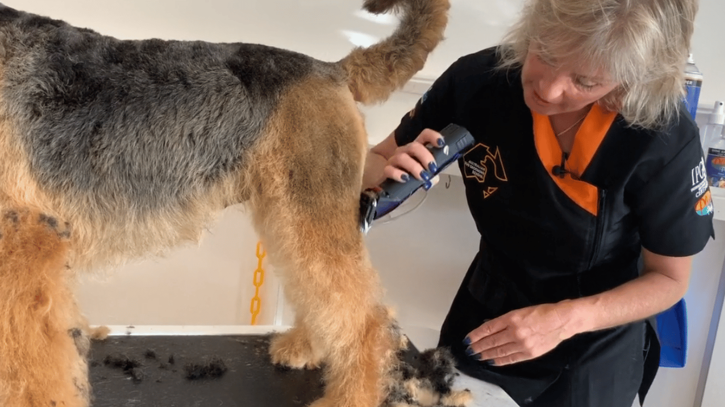A classic Airedale pet trim with plenty of tips for creating balance, breed shape and that distinctive brick-shaped head. (3 videos)