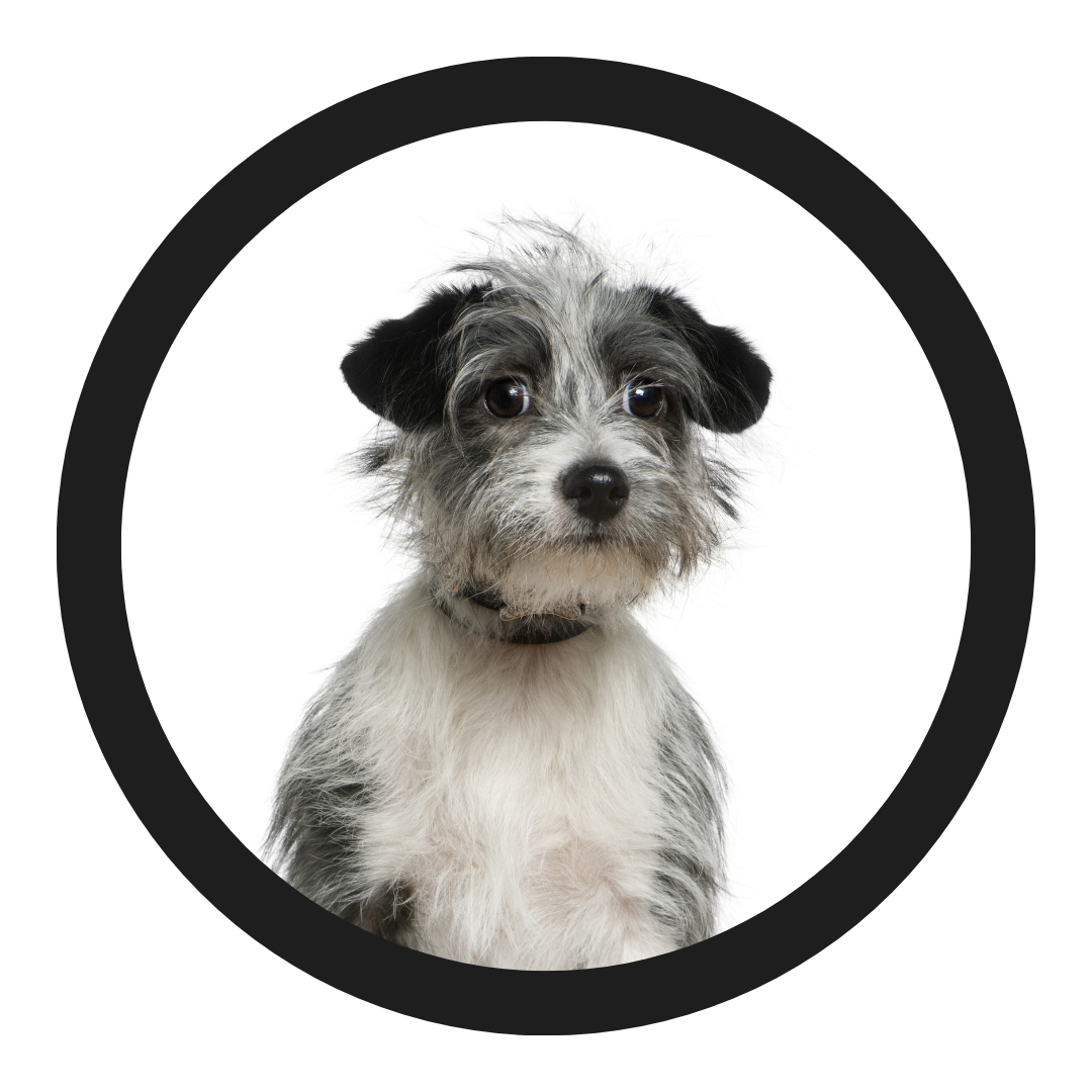 All Mixed Breeds Styles