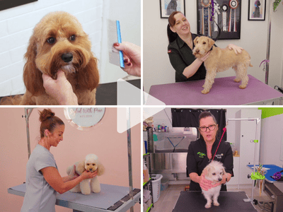 Collage of four images showing pets at the groomer; a dog being groomed, a dog getting a check-up, a dog being brushed, and a dog with a groomer.