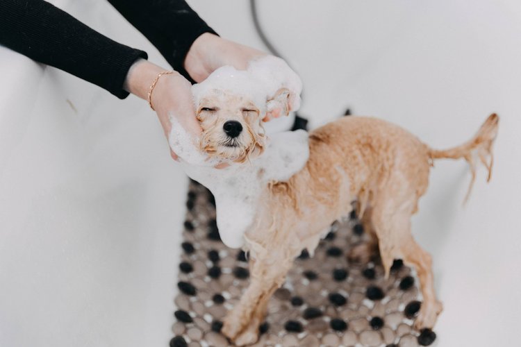 DIY Dog Grooming Guide for Pet Parents igroomdiy