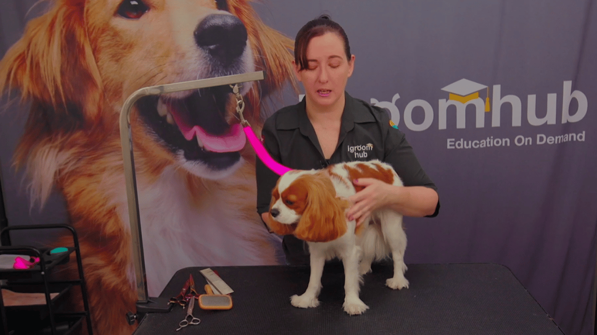 Michelle gives Foley a shorter, easy-care Cavalier tidy, with neat furnishings, natural ears and tail, plus a little stripping and carding to finish the coat. (3 videos)