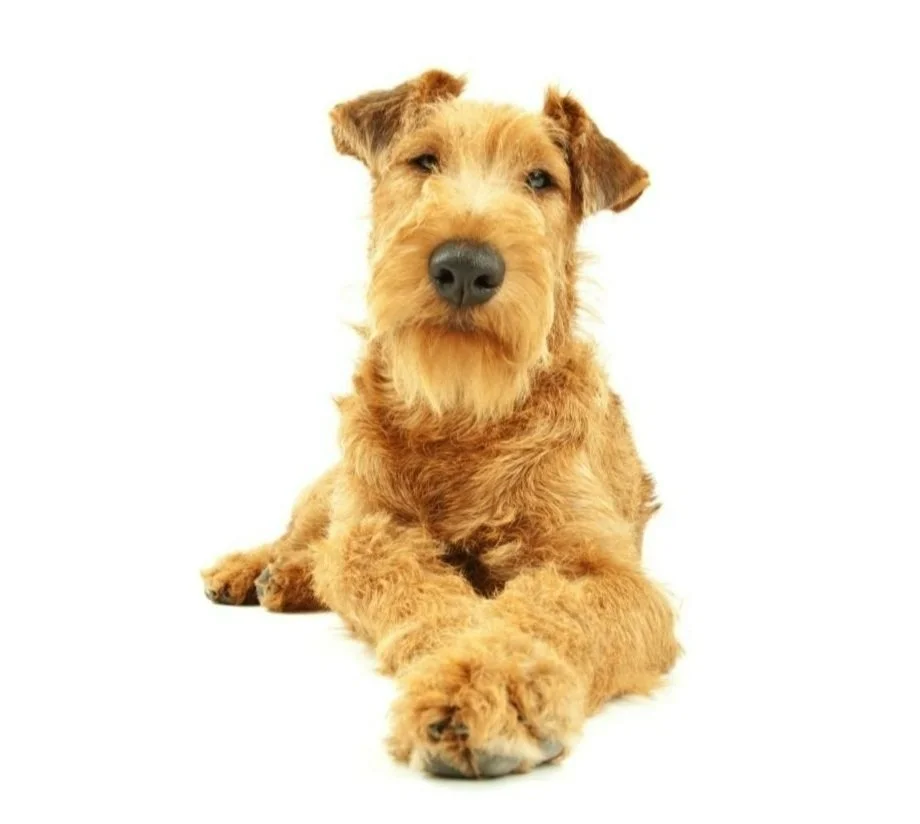 Hand stripping an Irish Terrier: when the dog is still learning