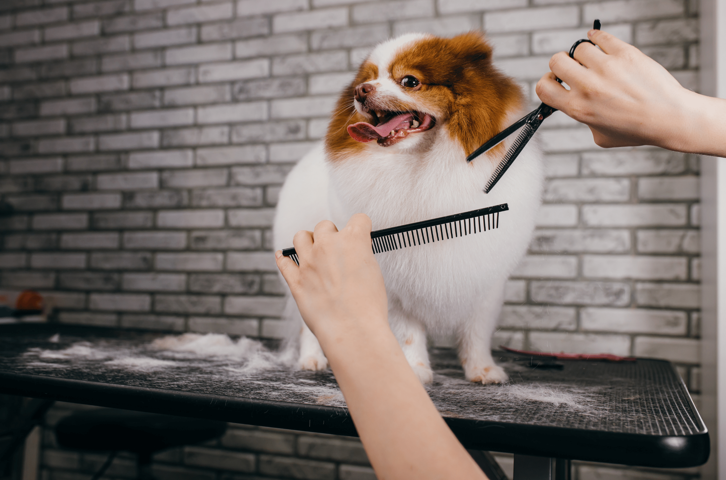 Shampoos + Conditioners — Dog Groomers Store
