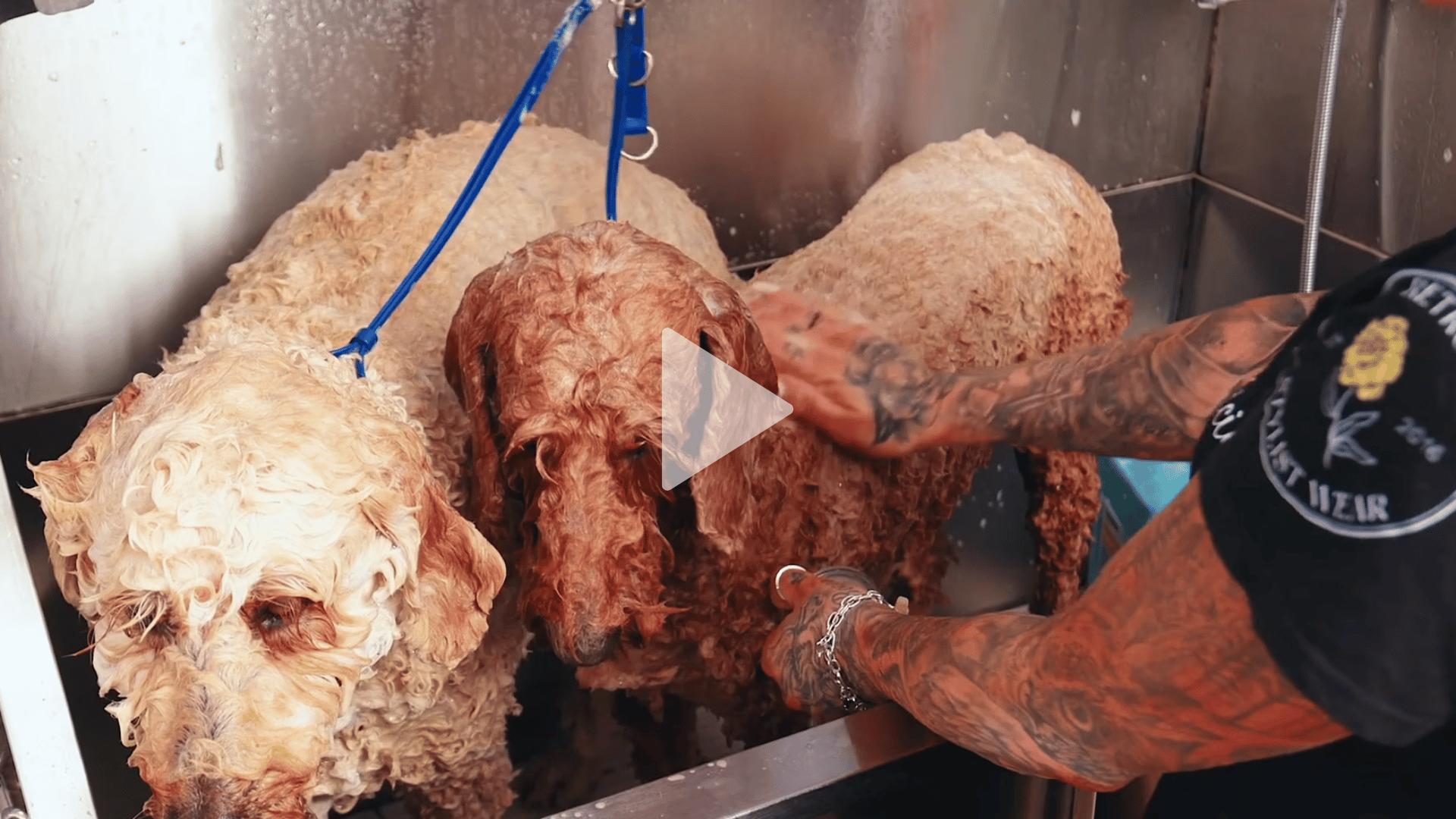 Nervous Dogs | Managing 2 Grooms at Once with Alicia