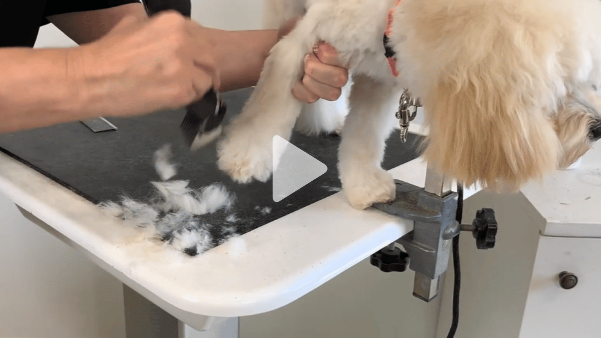 Sue Wright's gentle handling is a must watch. Dolly is a Moodle, and even falls asleep at one point (2 videos)
