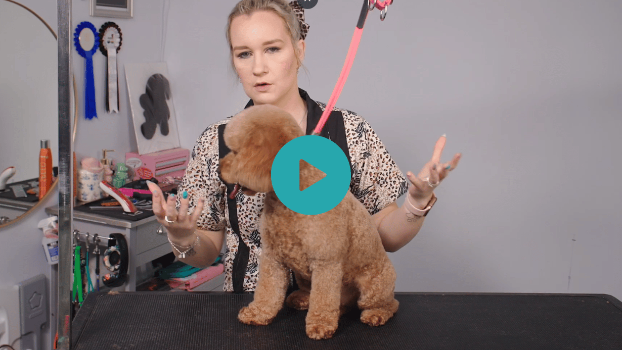Tay begins Paris’s transformation into a fuller teddy bear style, showing how to reshape a Cavoodle through the awkward grow-out stage while keeping every groom looking polished along the way. (4 videos)