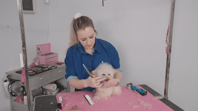 Small but mighty Charlie Muscat is clean and comfortable, and ready to get on with his 3 legged life (3 videos)