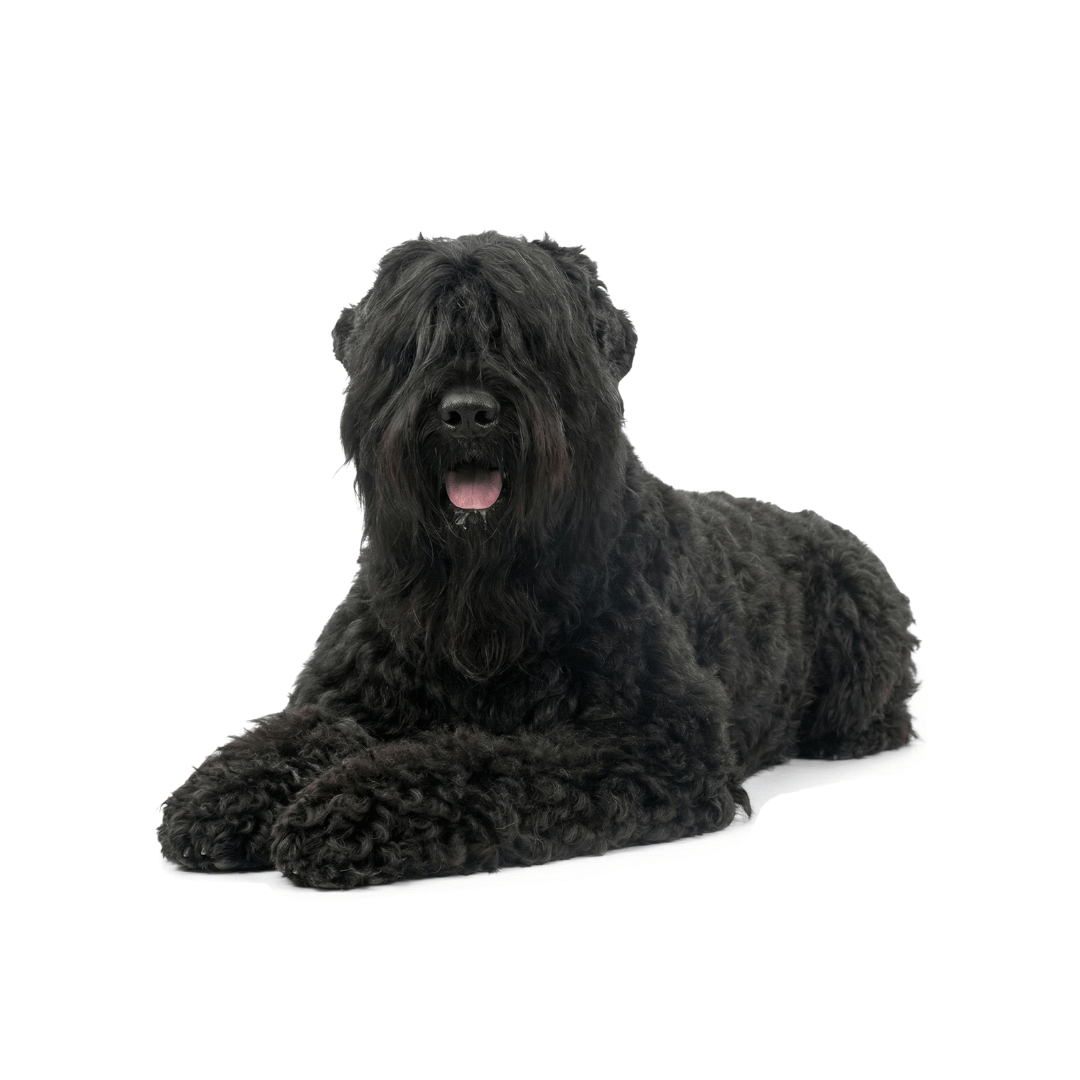 Black Russian Terrier