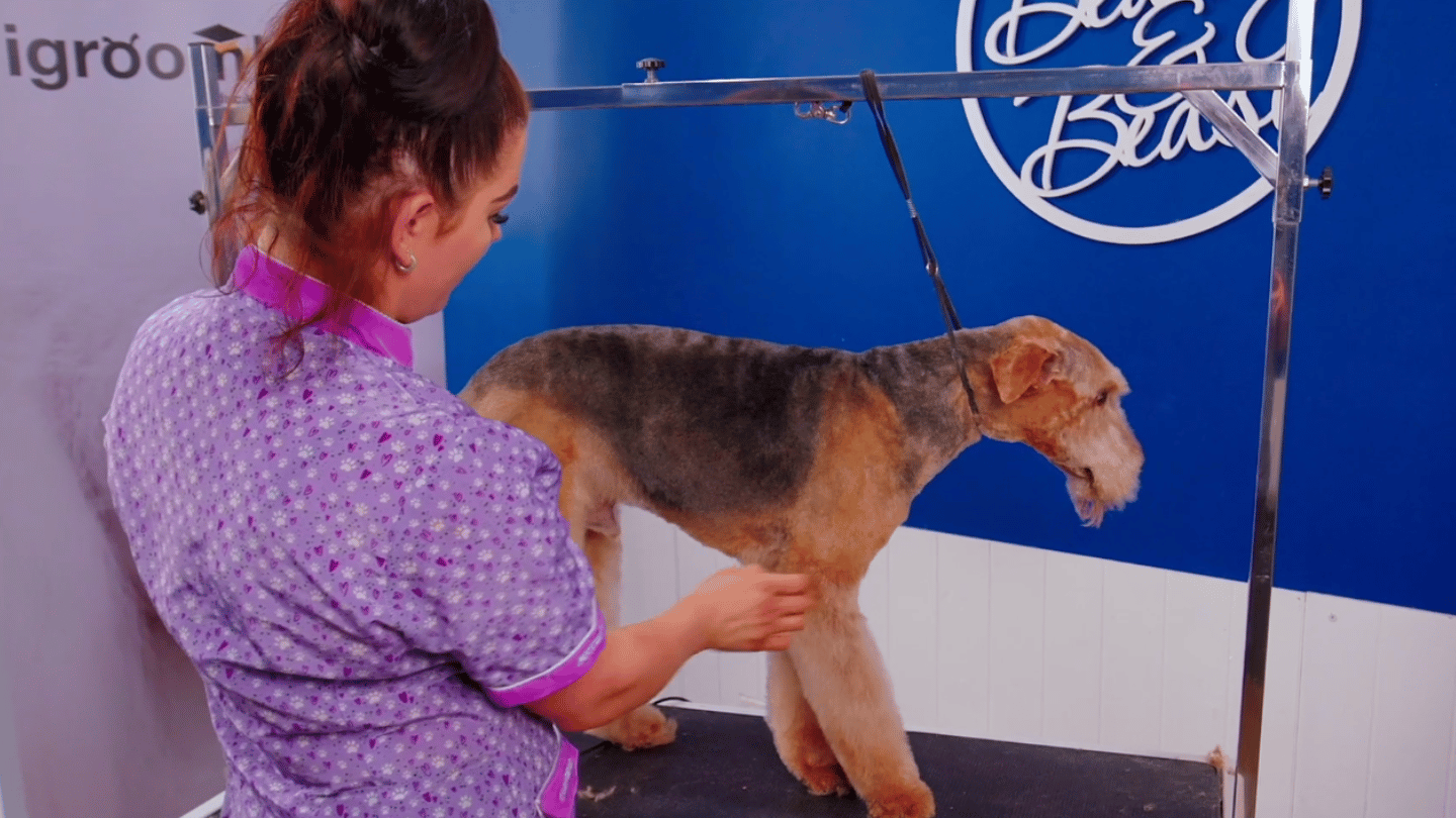 A smart Airedale pet groom with Alicia, covering easy body clipping, balanced legs and the breed’s distinctive brick-shaped head. (3 videos)