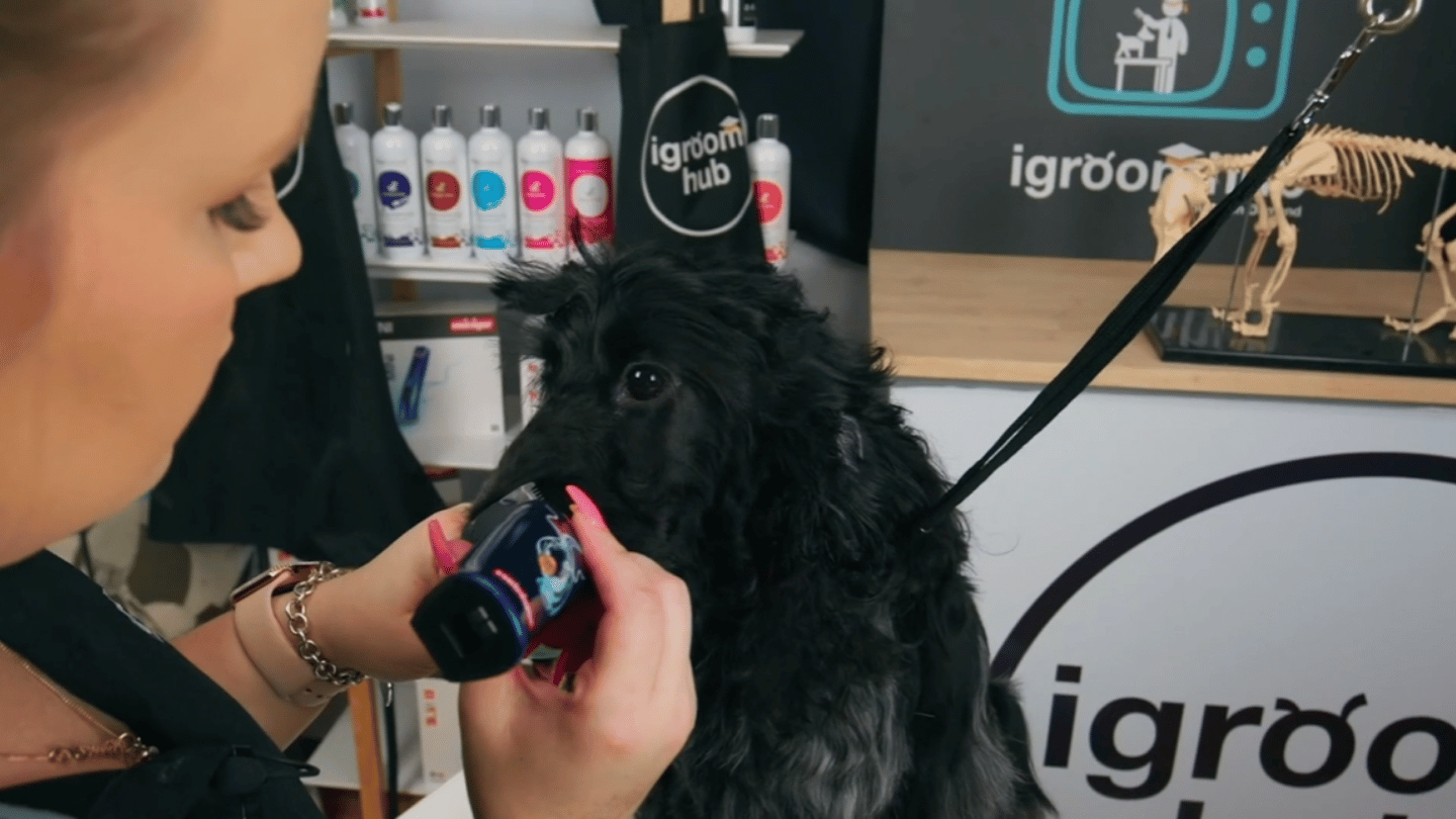 A traditional-inspired English Cocker pet groom with Tay, from the clipped jacket and feathering to Margaux’s smooth face, beautiful ears and fabulous afro. (7 videos)