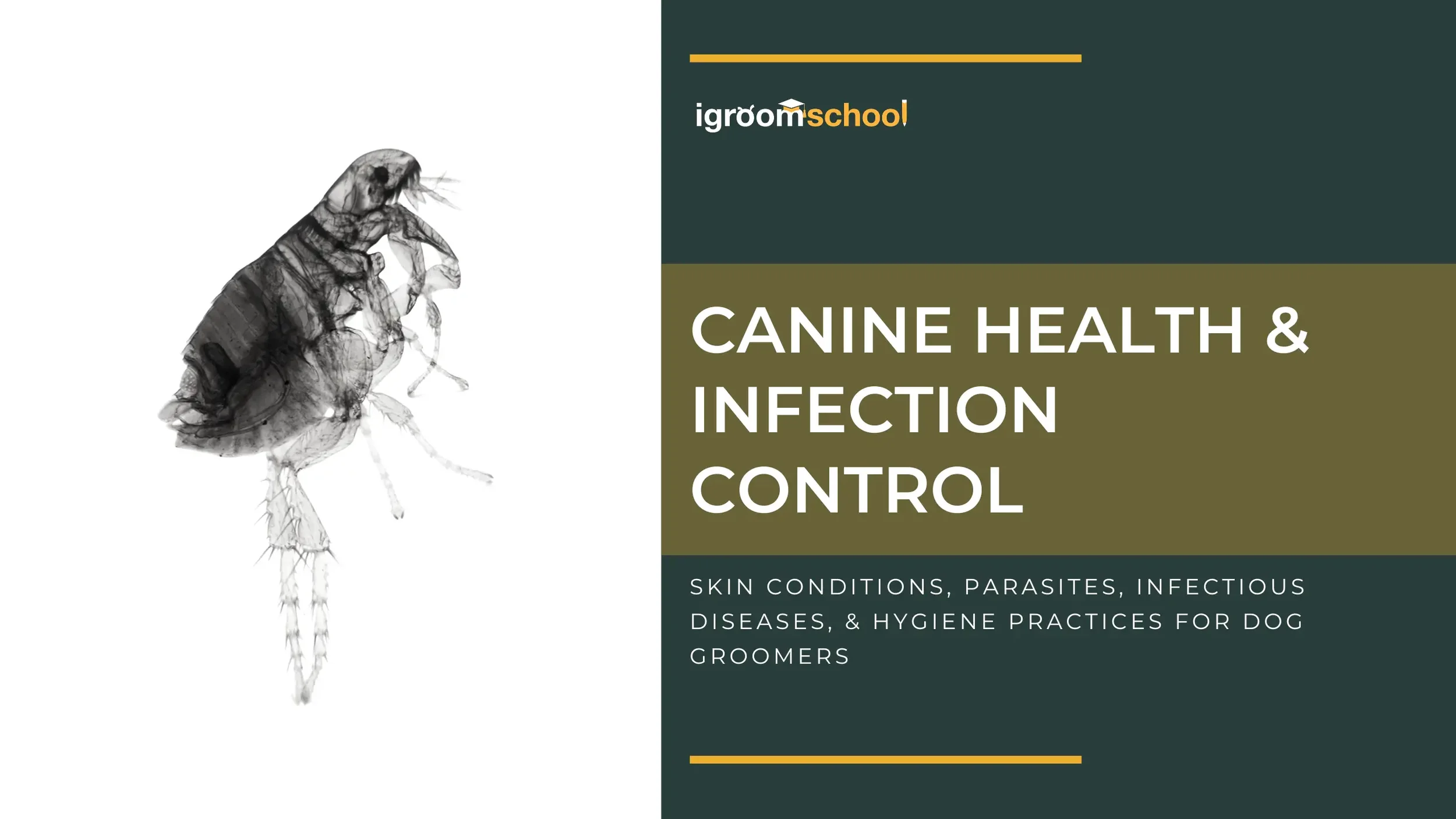 Canine Health Awareness &amp; Infection Control