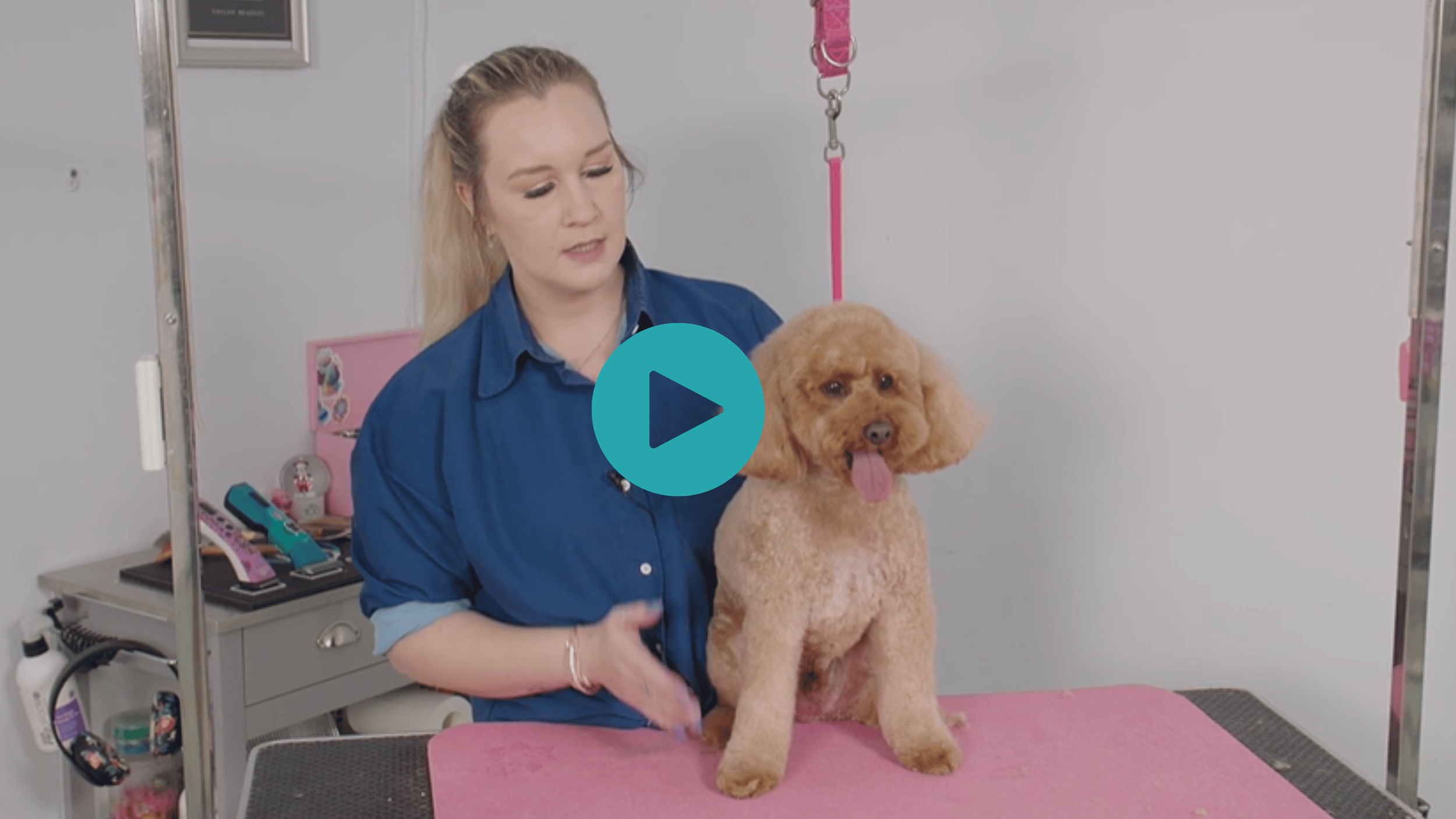 Tay and Teddy demonstrate a tight teddy trim with a shorter body and fuller legs (3 videos)