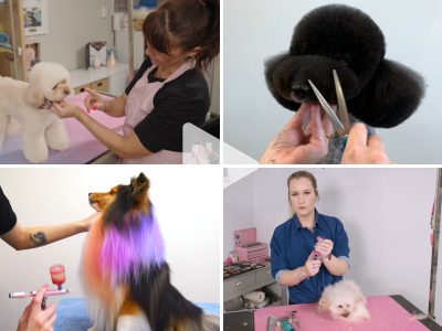 A collage of four images related to pet grooming and care: a person grooming a white dog, someone trimming a black dog's hair, a person brushing a colorful-haired dog, and a woman gathering a small white dog on a pink grooming table.