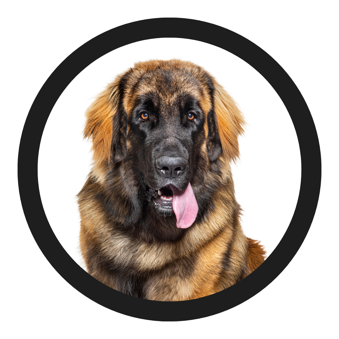 All Group 6 Pet Styles