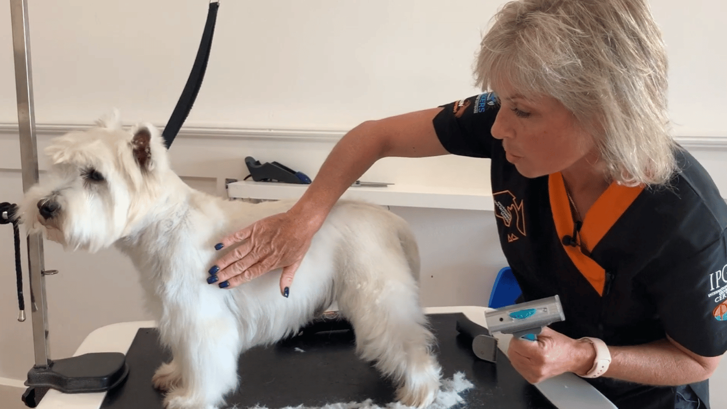 Nicky takes Jock through a classic Westie pet trim, covering pattern setting, blending, furnishings, feet, carrot tail and that unmistakable round Westie head. (3 videos)