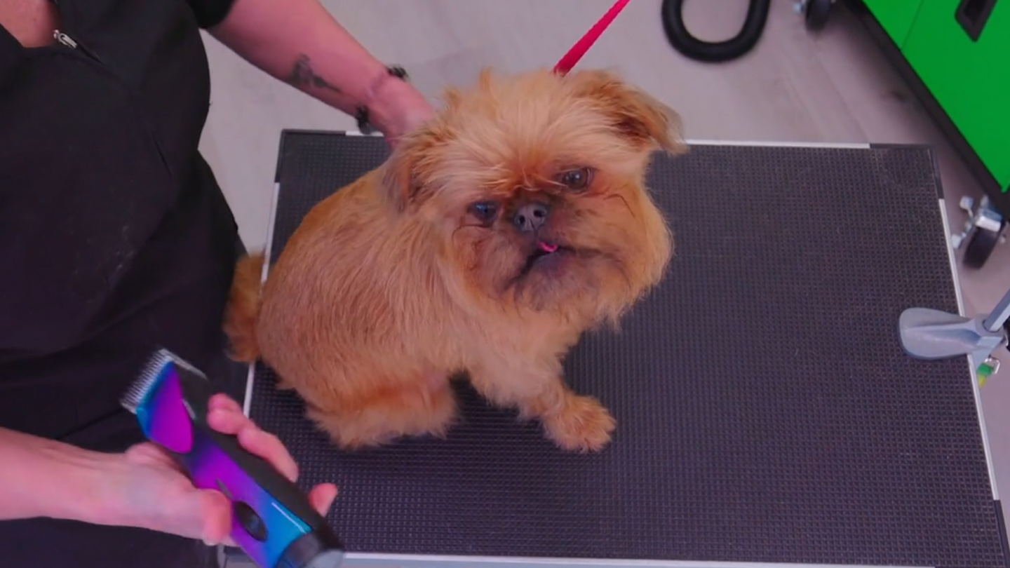 Cec is a delightful handful, who has been clipped previously. Chuckie keeps her style, minus the hand stripping (2 videos)