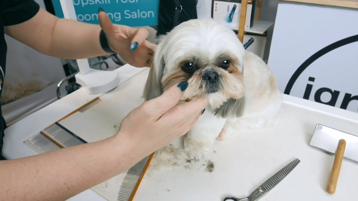 Colleen takes Harper from bath to finished Shih Tzu, with loads of detail on brachycephalic handling, drop-coat grooming and creating an easy-care pet style that still feels beautifully Shih Tzu. (6 videos)