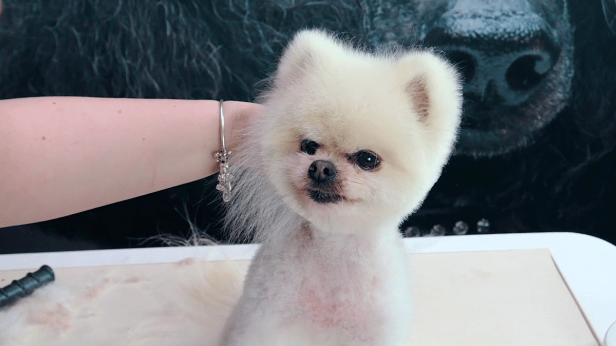 Senior Gizmo gets his much-loved Boo groom with Tay, adapted around his alopecia, ageing body and very precious remaining fluff. (2 videos)