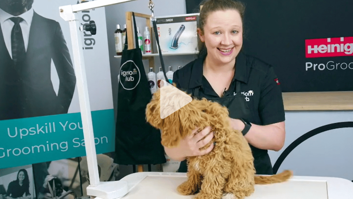2 x 4 part tutorials covering Ruby's first bath and mini trim, to her big girl haircut with Colleen. Watch Ruby's progression (8 videos)