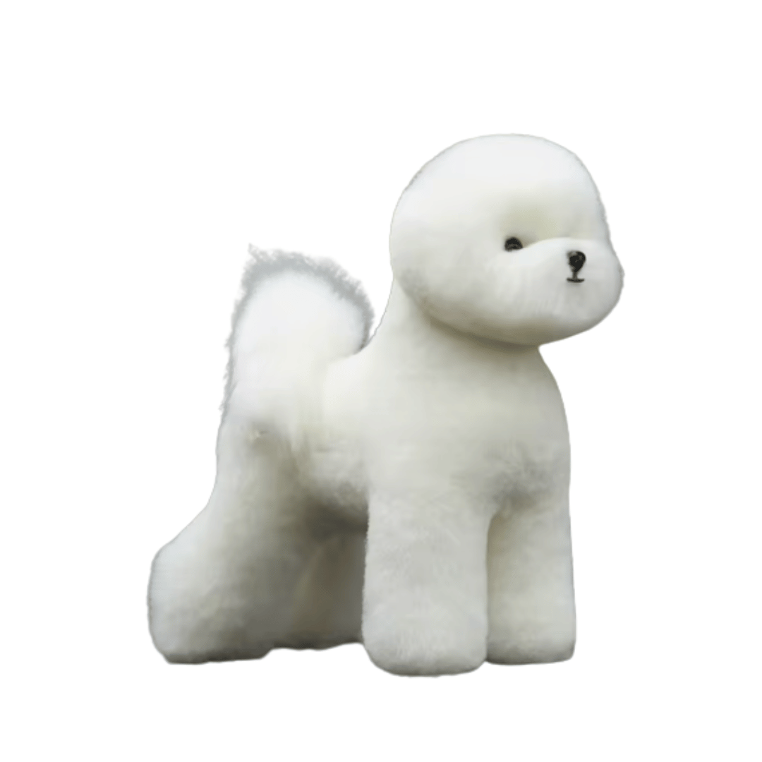 Bichon Model Dog